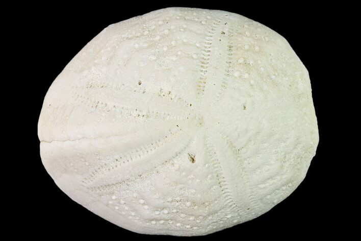 Fossil Sea Urchin (Eupatagus) - Florida #136071